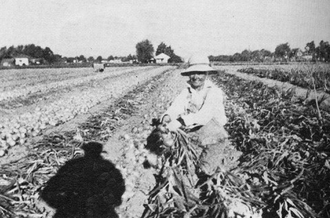 Giugno 1952: raccolta delle cipolle, note come le primizie di Arbini