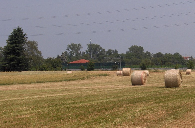 Distesa di campi coltivati a grano in via Principessa Mafalda
