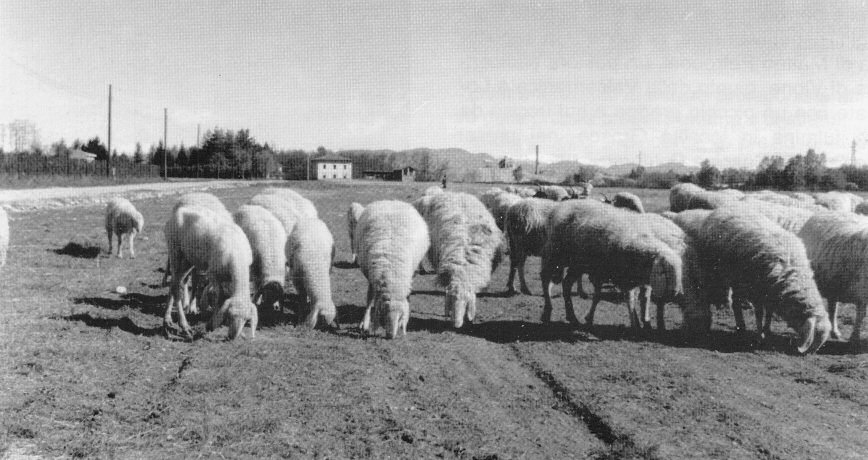 Un gregge di pecore fotografato di recente presso via de Amicis