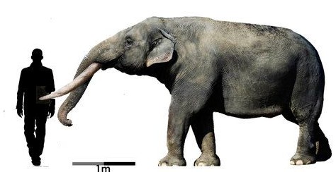 Fig 2.9 Le dimensioni di un elefante magellanico