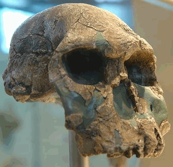 Cranio di Homo habilis