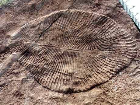 Impronta fossile di Dickinsonia costata