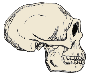 Cranio di Homo erectus, disegno dell'autore