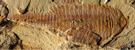 Fossile di Fuxianhuia protensa