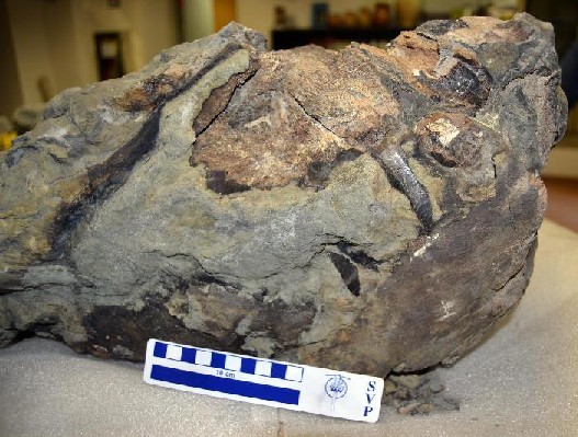 Il fossile di mosasauro ritrovato presso Novafeltria