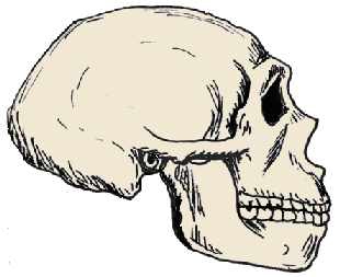 Cranio di Homo neanderthalensis, disegno dell'autore