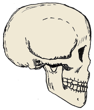 Cranio di Homo sapiens, disegno dell'autore