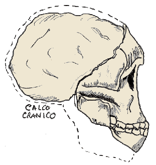 Cranio di Australopithecus africanus (bambino di Taung), disegno dell'autore