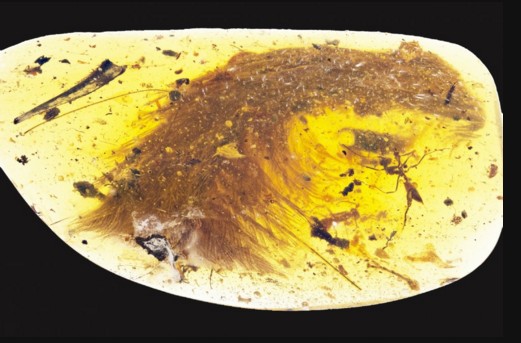 La penna di dinosauro di Myitkyina (grazie al Royal Saskatchewan Museum)