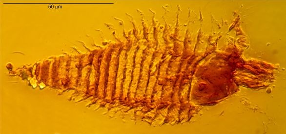 Uno degli acari fossili ritrovati nell'ambra presso Cortina d'Ampezzo (per gentile concessione di A. Schmidt, dell'Universit di Gttingen)
