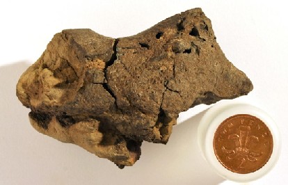 Il cervello fossile ritrovato da Jamie Hiscocks