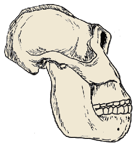 Cranio di Paranthropus robustus, disegno dell'autore