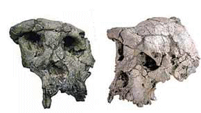 Cranio di Sahelanthropus