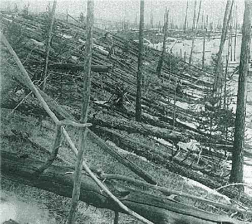 Alberi carbonizzati dal disastro di Tunguska (foto d'epoca)