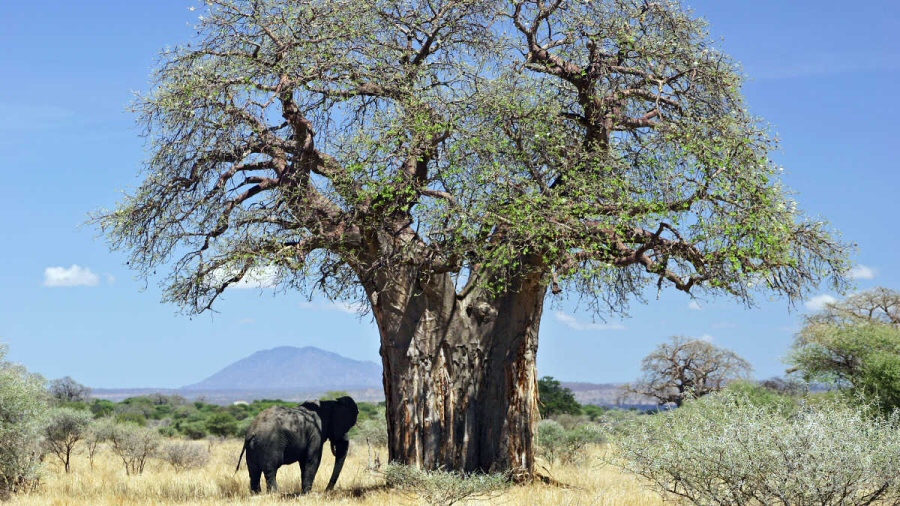 Due giganti della savana: un elefante africano e un imponente baobab del Parco Nazionale del Ruaha in Tanzania