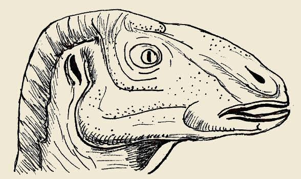Testa di Edmontosauro, disegno dell'autore