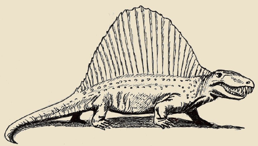 Dimetrodonte (Dimetrodon milleri), uno dei Pelicosauri, disegno dell'autore