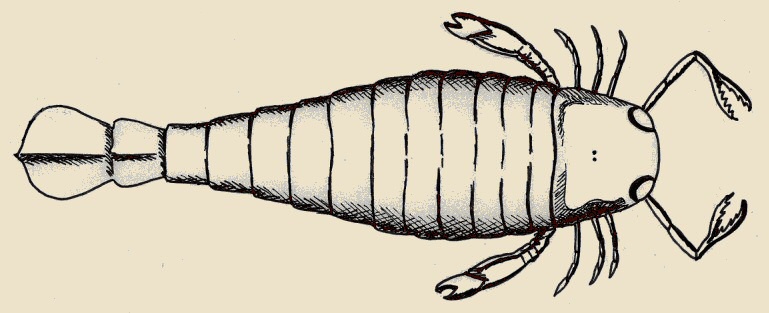 Un euripteride, terribile predatore dei mari dell'Ordoviciano, disegno dell'autore