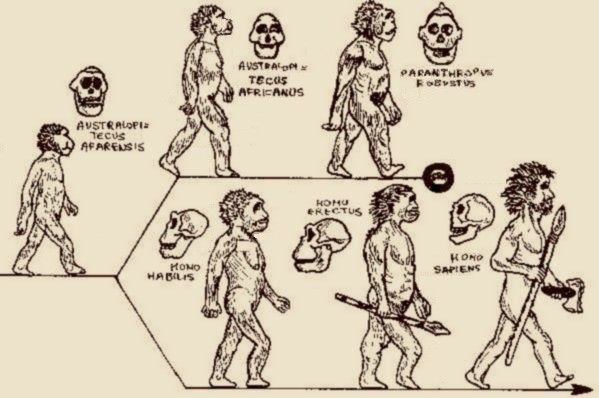 L'evoluzione dell'uomo come era pensata nei primi anni '80 del secolo scorso, disegno dell'autore