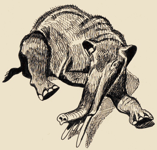Gonfotherium, un antenato degli elefanti