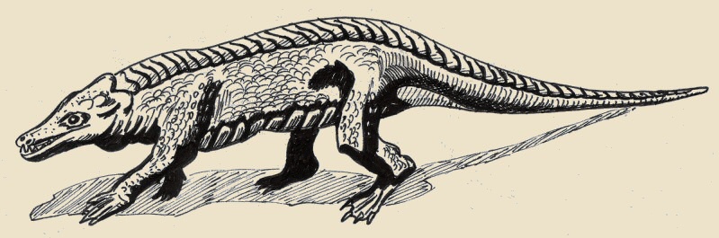 Protosuchus richardsoni dellArizona, antenato degli attuali coccodrilli, disegno dell'autore