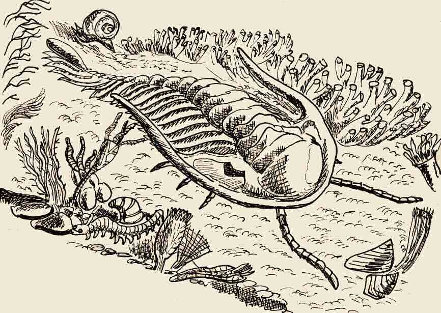 Un trilobite, disegno dell'autore