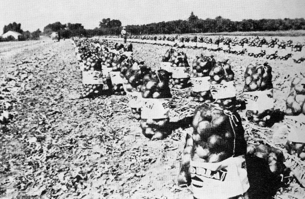 Luglio 1955. Cipolle gi selezionate e insaccate, pronte per essere spedite all'Associazione Coltivatori, nel campo di propriet di Carlo Bossini
