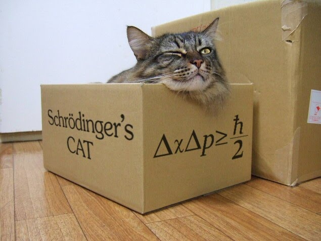 Il gatto di Schrödinger in carne ed ossa, grazie ad uno studente spiritoso