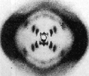 La famosissima "foto 51" scattata da Rosalind Franklin nel maggio 1952 che ha permesso di dedurre la struttura a doppia elica del DNA