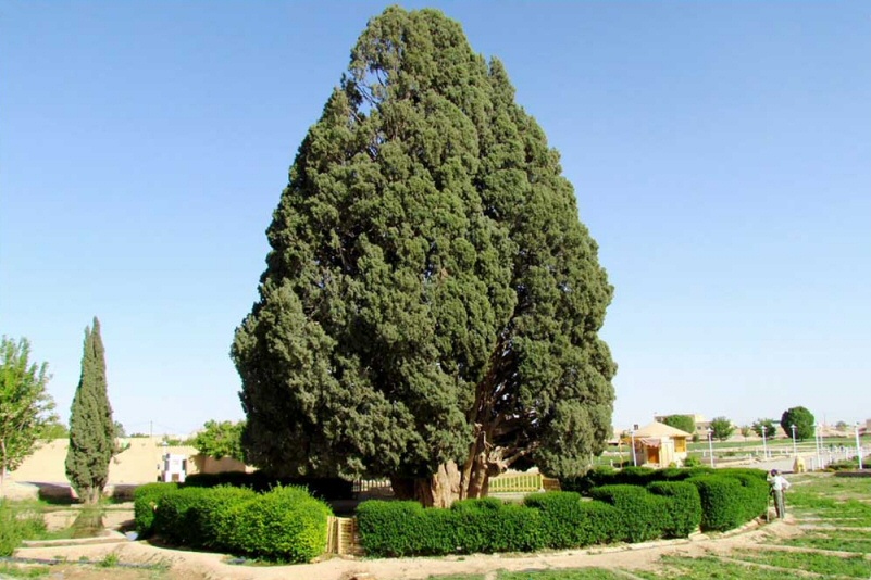 L'iraniano "Sarv-e Abarkuh", il cipresso più vecchio del mondo