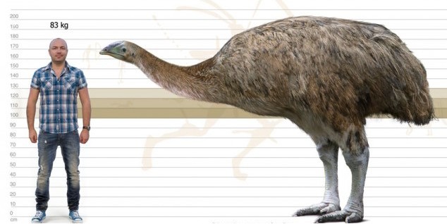 Fig. 2.1 Il Moa