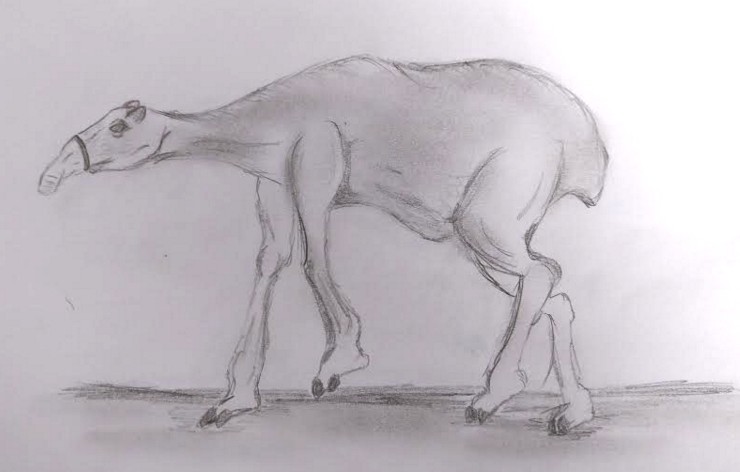 Fig 2.5 Rappresentazione artistica di un Mara (disegno di Paolo Maltagliati)